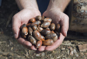 Hands with germinated acorns, ready to plant