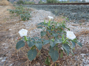 white Datura flower on a background of foliage in Alora Countryside Andalucia