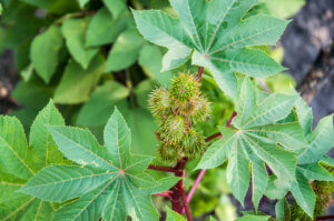 Green buds of Castor oil plant Ricinus communis a hardy perennial suckering plant with purple leaves and fruit is toxic if ingested