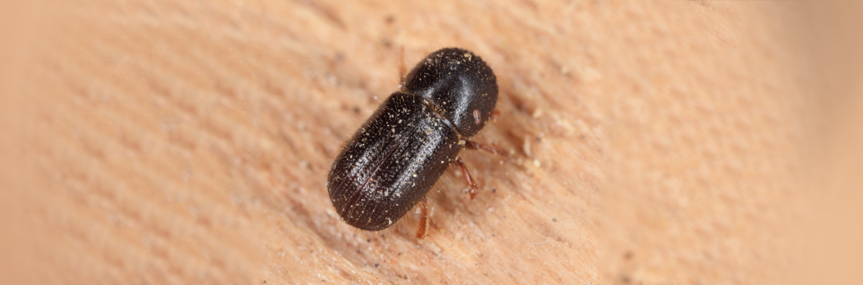 Xyleborus dispar (pear blight beetle) - ambrosia beetle