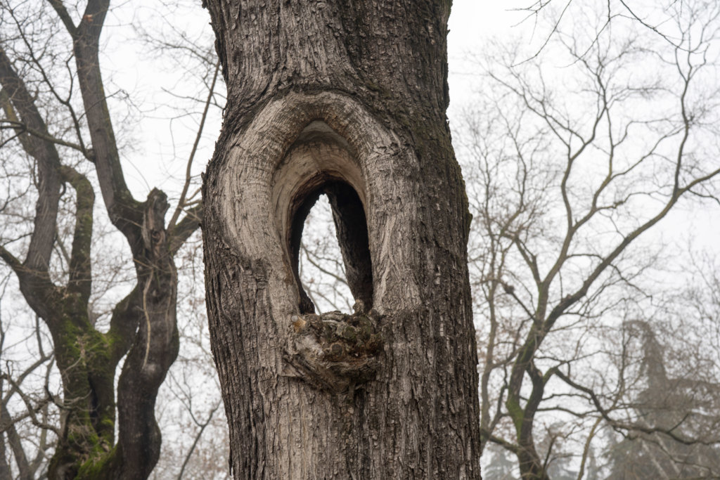 בגובה 4 מטר בעץ מילה ותיקים בני כ 100 שנה עם כשלי שלד משמעותיים