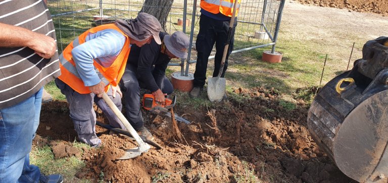 חפירות גישוש וחשיפת שורשים