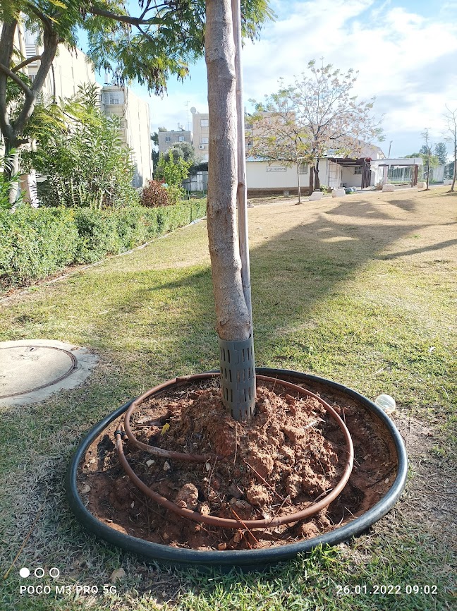 עץ עם 'מגנעץ' מותקן במדשאה