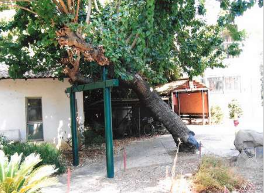 תמיכה לעץ חרוב עתיק מתוך הדרכה בנושא של משרד החקלאות, ישראל גלון