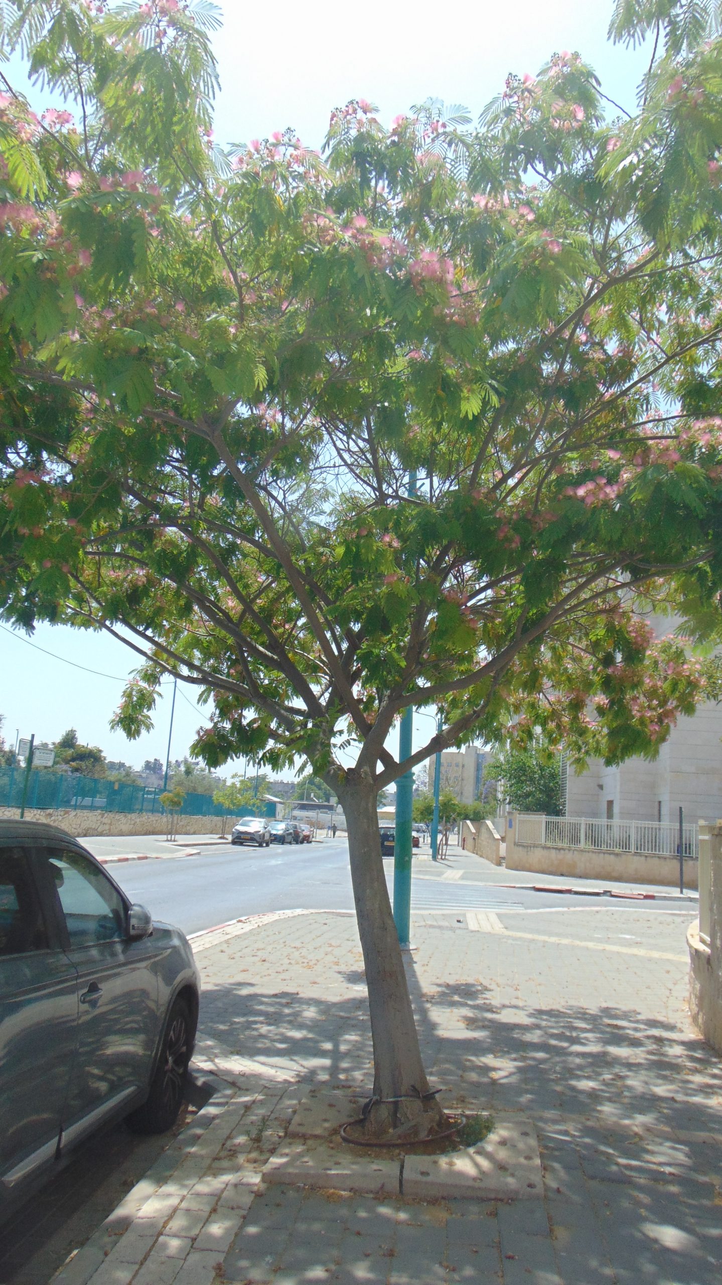 עץ האלביציה הורודה ברחוב גולומב
