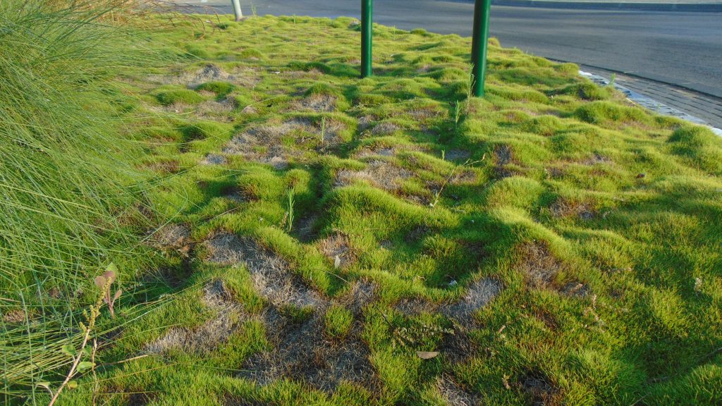 דשא זויסיה טנופוליה  (Zoysia Tenuifolia) בנגיעות מתקדמת במחלה