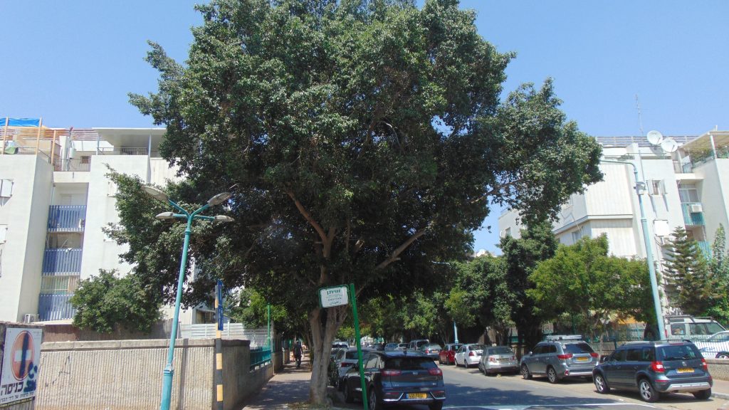 דוגמא לעץ פיקוס אשר טופל במסגרת העבודות ברחוב אהרון לובלין