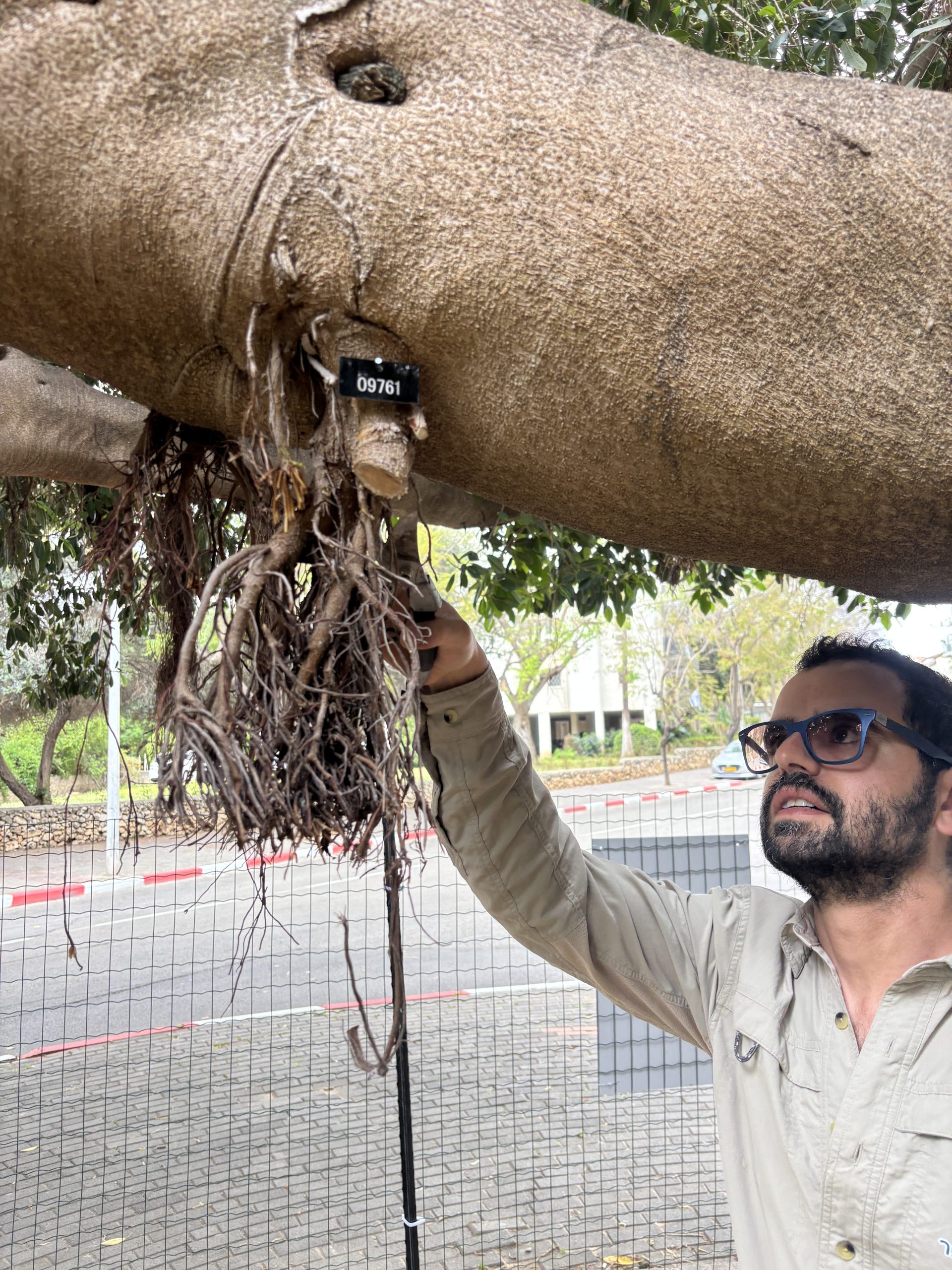 חיתוך שורשים מבוקר על מנת שכל הצבר ייכנס בצינור