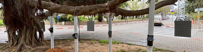 הנדסה מהטבע: הפיילוט הייחודי שלנו ברעננה לעידוד שורשי אוויר בפיקוסים