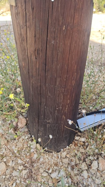 בדיקת עמוד באזור קו הקרקע - הנחשב לנקודת תורפה של עמודי עץ